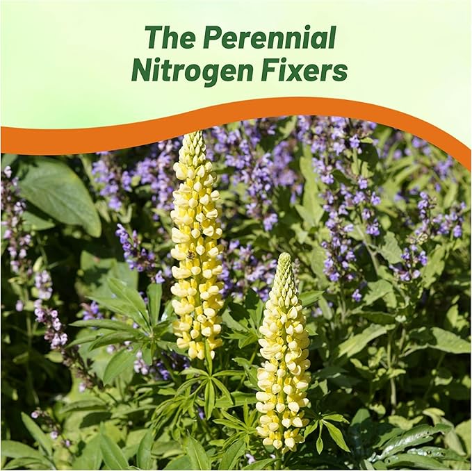 Outsidepride Chandelier Yellow Russells Lupine Seeds - 500 Pcs Perennial, Self-Sowing, Cold Hardy & Frost Tolerant Wildflower Seeds for Fall Planting, Ideal for Attracting Pollinators & Hummingbirds