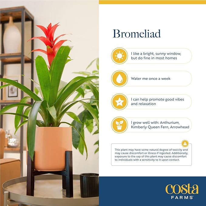 Costa Farms Bromeliad Live Plant, Live Indoor Flowering Plant, Houseplant Potted in Eco-Friendly Washable Paper Planter with Potting Soil Mix, Tabletop Room Decor, Grower's Choice, 12-Inches Tall