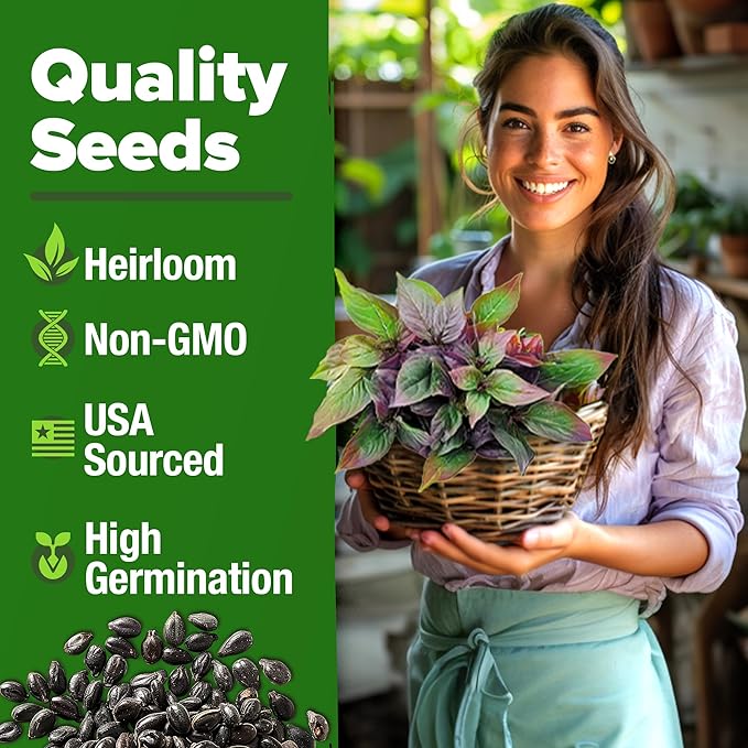HOME GROWN Thai Basil Seeds Pack - 876 High Germination Heirloom Herb Seeds for Planting,Ideal for Growing Fresh Basil Planting Indoor or Outdoor(Ocimum basilicum VAR.thyrsiflora)
