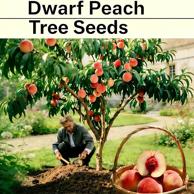 Organic Dwarf Peach Seeds for Planting Outdoor, 5pcs Perennial Organic Peachs Fruit Tree Seeds Sweet Edible Plants, Non-GMO Heirloom Sweet Juicy Fruits Plants in Your Home Garden