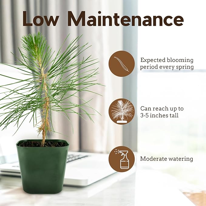 Generic Mini Bonsai Tree Japanese Black Pine Starter Plant Pinus Thunbergii Live Tree Japanese Pine Zen Garden House Plant Indoor Tree Outdoor Plant, green