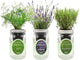 Environet Hydroponic Herb Growing Kit Set, Self-Watering Mason Jar Herb Garden Starter Kit Indoor, New Christmas Gift for Mom (Dill, Lavender & Rosemary)