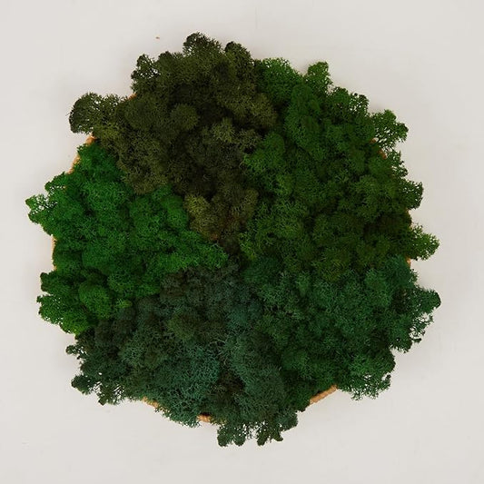 prefleur Preserved Reindeer Moss Natural Green DIY Kit Gardenning Art Wall Decor Florist Decor Easter Table Decor Wedding