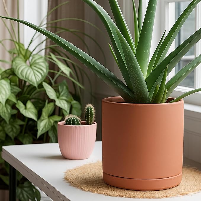 D'vine Dev Medium 8 Inch Terracotta Plant Pot with Drainage Hole and Saucer, Round Cylinder Planter Pot for Indoor Plants, 40-X-A-4