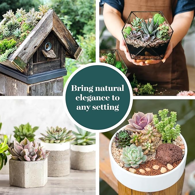 Shop Succulents Assorted Succulent Plant Pack Collection - Live Mini Succulent Plants, Low Maintenance, Mixture of Colors & Textures - Wedding and Party Favors, Gift & Garden, Pack of 6