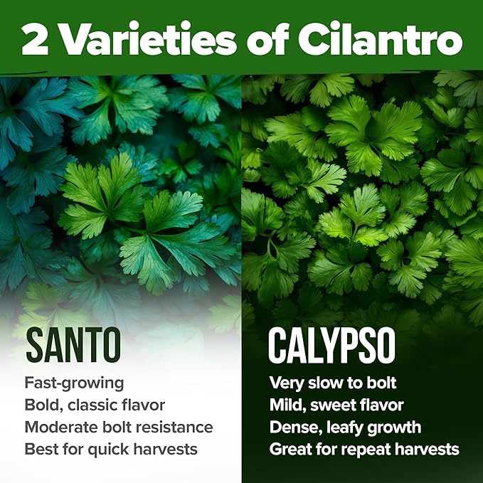 HOME GROWN Cilantro Seeds 250 Calypso & 250 Santo Cilantro for Planting Indoors, Hydroponics or Aerogarden - Heirloom, Non-GMO, Santo Plant, for Your Indoor Herb Garden (Coriandrum sativum)