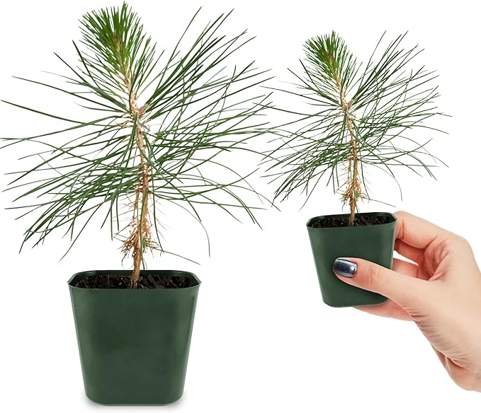 Generic Mini Bonsai Tree Japanese Black Pine Starter Plant Pinus Thunbergii Live Tree Japanese Pine Zen Garden House Plant Indoor Tree Outdoor Plant, green