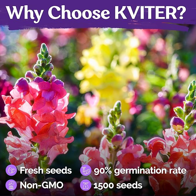 KVITER 1,500 Tetra Mix Snapdragon seeds (Antirrhinum Majus) – Heirloom & Organic Tall Snap Dragon Mix, Annual Flower Garden seeds, Cut Flower Seeds for Planting – Ideal for Outdoor Garden & Containers