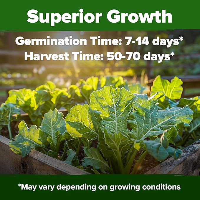 HOME GROWN Georgia Southern Collard Green Seeds – Bulk 2 Pack (600 High-Germination Non-GMO Heirloom Seeds) – for Planting in Vegetable Gardens (Brassica oleracea).