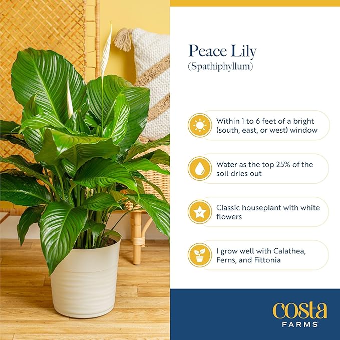Costa Farms Live Indoor Houseplants (2 Pack) Peace Lily, Chinese Evergreen in Decor Planter Pot, Potting Soil Mix, Birthday, Housewarming Gift, 1 Foot Tall