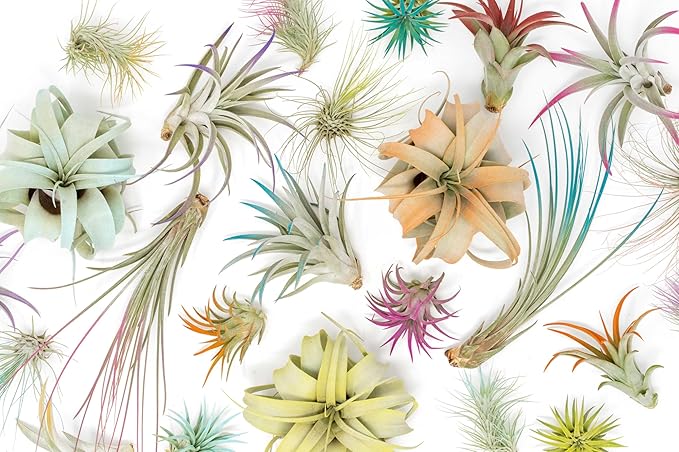 Purple Colorful Tillandsia Air Plants - Long Lasting Color Enhanced Live Tillandsia Succulent House Plants - Home and Garden Decor - Easy Care Indoor and Outdoor (Mini Xerographica, Single)