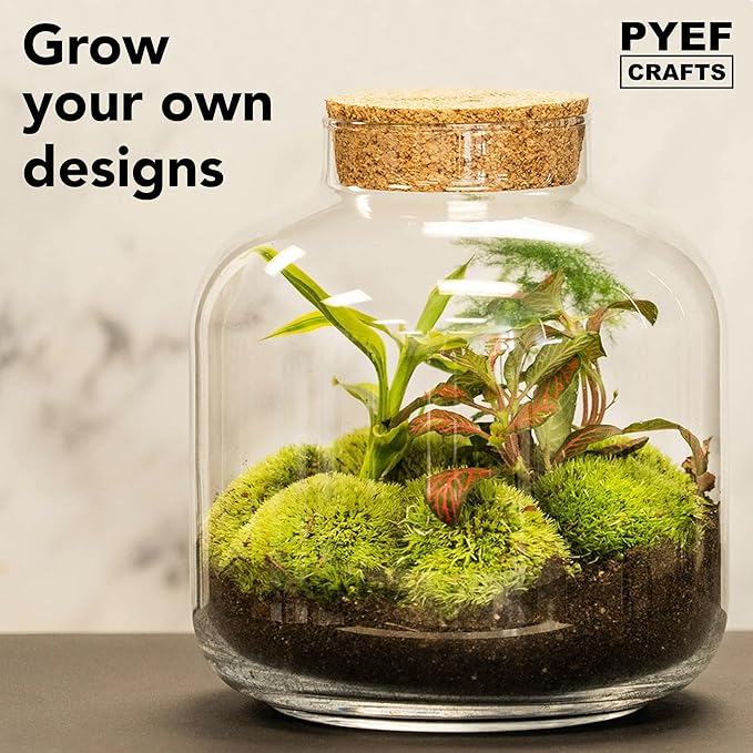 PYEF CRAFTS DIY Terrarium Kit for Plants – Build a Self‑Sustaining Closed Ecosystem – Supplies for Up to 68 oz (1‑2 Liter) Glass Jar – Succulents, Air Plants (Tillandsia), Fern – Jar Not Included
