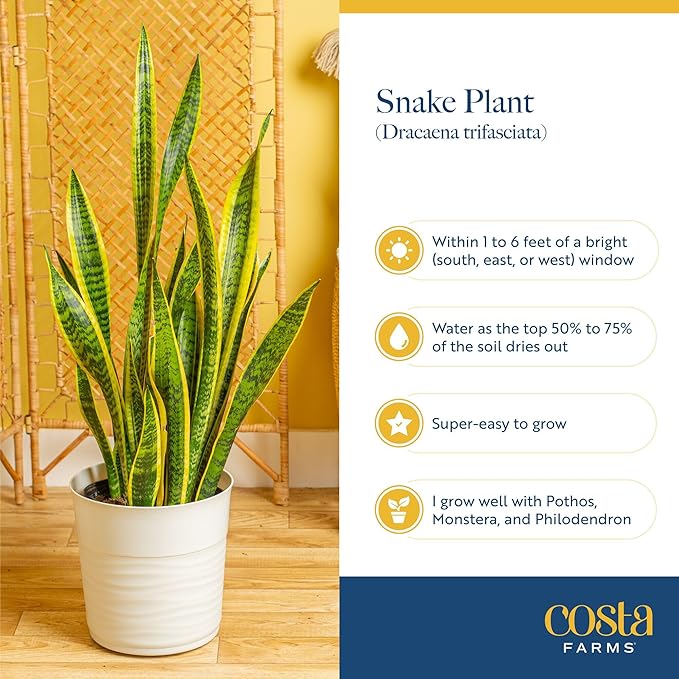 Costa Farms Snake Plant, Live Plant in Decorative Pot, Easy to Maintain, Small Air Purifying Succulent Indoor Houseplant, Assorted Variety, Perfect for Home, Room, or Office Décor, 8-12 Inches Tall