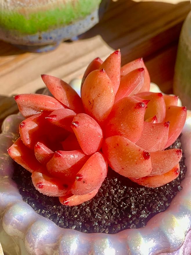 FWPP Echeveria Champagne Rare Live Succulent Plants, Wine 2.5 inches Live Plants Indoor,Bare Root Without Pot Soil,Desk Wedding Baby Shower Decoration Friend Plant Lover Gift