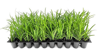 Liriope Big Blue | 30 Live Plants | Liriope muscari | Lavender Blue Flowers | Evergreen Ground Cover for Shade | Landscape Borders for Walkways and Beds