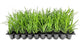 Liriope Big Blue | 3 Live Plants | Liriope muscari | Lavender Blue Flowers | Evergreen Ground Cover for Shade | Landscape Borders for Walkways and Beds