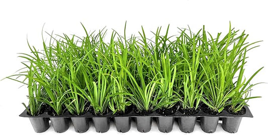 Liriope Big Blue | 20 Live Plants | Liriope muscari | Lavender Blue Flowers | Evergreen Ground Cover for Shade | Landscape Borders for Walkways and Beds