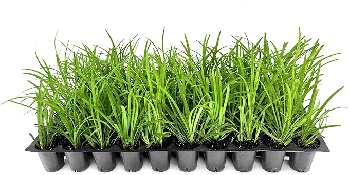Liriope Big Blue | 50 Live Plants | Liriope muscari | Lavender Blue Flowers | Evergreen Ground Cover for Shade | Landscape Borders for Walkways and Beds