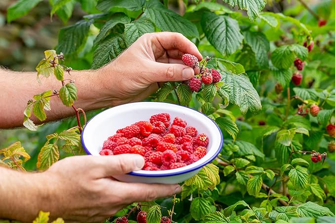 Gardenera Premium Raspberry Potting Soil Mix - Optimal Blend for Thriving and Juicy Berries - 5 Quart