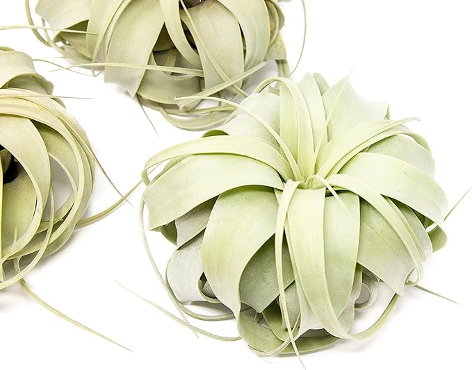 3 Pack Large Xerographica Air Plants 5 to 7 Inch Wide-Air Plants Live Tillandsia Succulent House Plants Holders-Available in Wholesale and Bulk-Home and Garden Decor-Easy Care Indoor Outdoor(