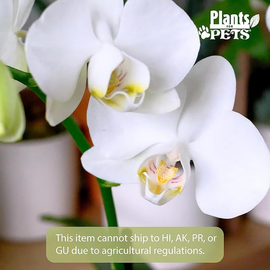 Large White Live Orchids Blooming in 5" Blue & White Orchid Pot, Pet Friendly Live Plant Gifts for Plant Lovers, Approx. 22"+ Tall, Real Houseplants, Phalaenopsis Moth Flowers by Plants for Pets