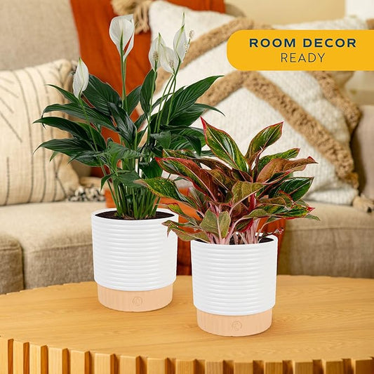 Costa Farms Live Indoor Houseplants (2 Pack) Peace Lily, Chinese Evergreen in Decor Planter Pot, Potting Soil Mix, Birthday, Housewarming Gift, 1 Foot Tall