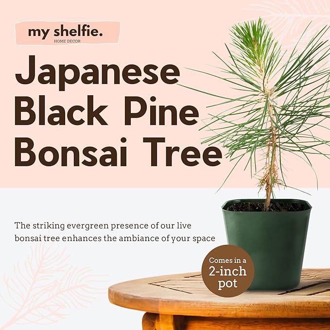 Generic Mini Bonsai Tree Japanese Black Pine Starter Plant Pinus Thunbergii Live Tree Japanese Pine Zen Garden House Plant Indoor Tree Outdoor Plant, green