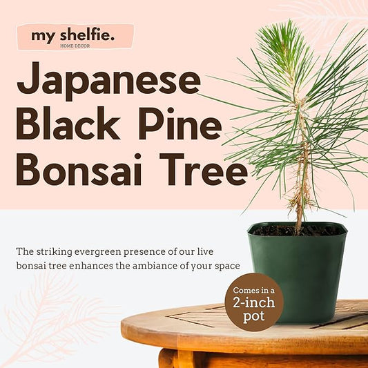 Generic Mini Bonsai Tree Japanese Black Pine Starter Plant Pinus Thunbergii Live Tree Japanese Pine Zen Garden House Plant Indoor Tree Outdoor Plant, green