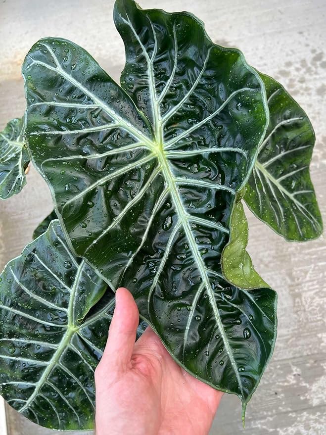 Gardenera Alocasia Potting Mix - Promote Strong Roots and Captivating Foliage with Our Premium Blend - 4 Quart, MAIN-ALOCASIA-4QT
