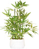 365 Blooming Decor 18 Inch Tall White Potted Faux Bamboo Plant - Luxury Artificial Bamboo in White Pot for Home, Office, Kitchen, Counter Top, Indoor Decor, Money Tree, Lucky Tree