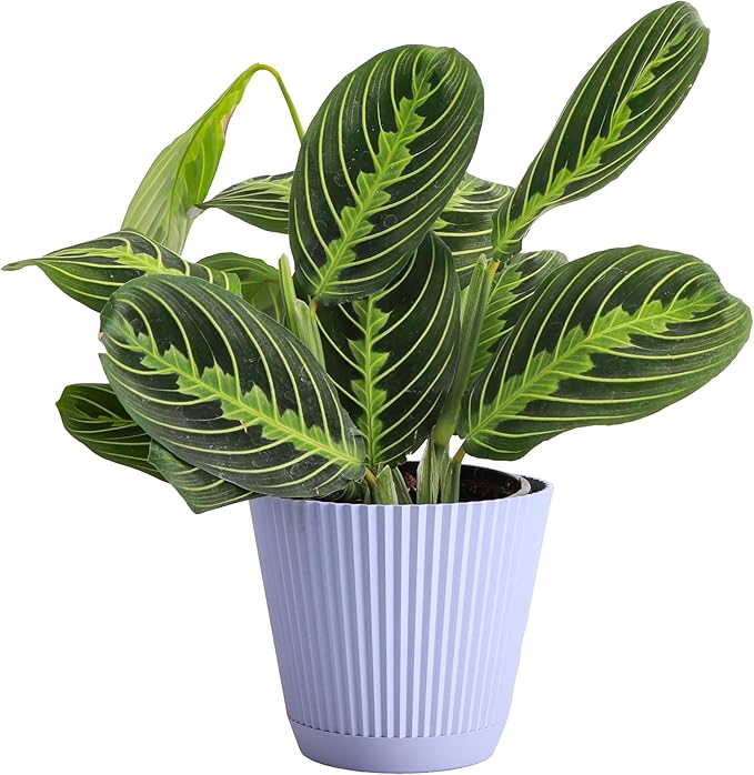 Thorsen's Greenhouse Lemon Lime Prayer Plant, Live Indoor Plant, Pet Friendly, Attractive Houseplant, Lemon Maranta, Natural Air Purifier, Easy to Grow, 4" Diameter Pot (Lavender)