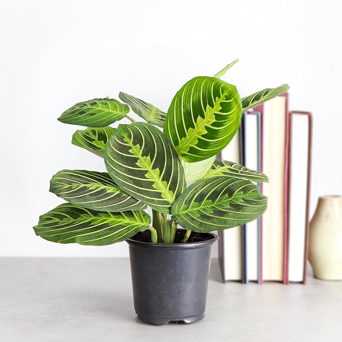 Thorsen's Greenhouse Lemon Lime Prayer Plant, Live Indoor Plant, Pet Friendly, Attractive Houseplant, Lemon Maranta, Natural Air Purifier, Easy to Grow, 4" Diameter Pot (Growers Pot)