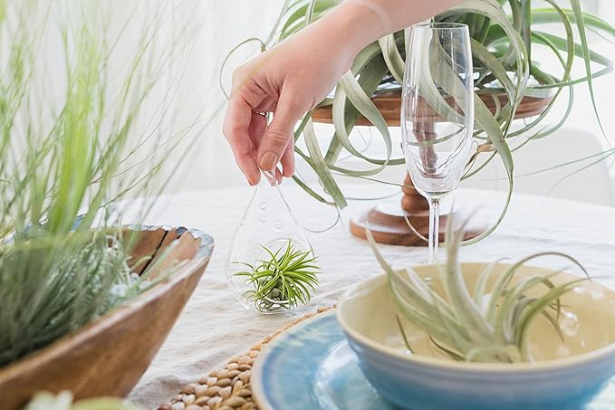 DIY Terrarium Kit with Air Plants - Air Plant Tillandsia Holder - Live Tillandsia Succulent House Plant - Wholesale and Bulk - Home and Garden Decor - Easy Care Indoor and Outdoor Plant (Diamond)