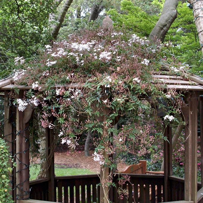 Pink Jasmine Vine - Jasminum Polyanthum - Fragrant & Blooming, Perfect for Indoor/Outdoor Decor (2 Pink jas sacs)
