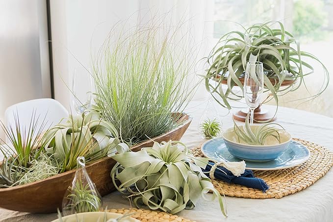 Air Plant Shop Tillandsia Curly Slim Mounted on Natural Cedar Plank - Wholesale and Bulk - Succulents - Live Tillandsia - Easy Care Indoor and Outdoor House Plants