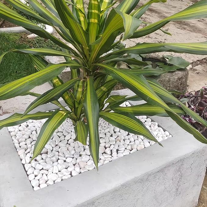 FANTIAN 10 lbs White Gravel for Landscaping, 1-2 Inch Pebbles for Indoor Plants, Decorative River Rocks for Succulent, Vases, Aquariums, Crafting and Garden