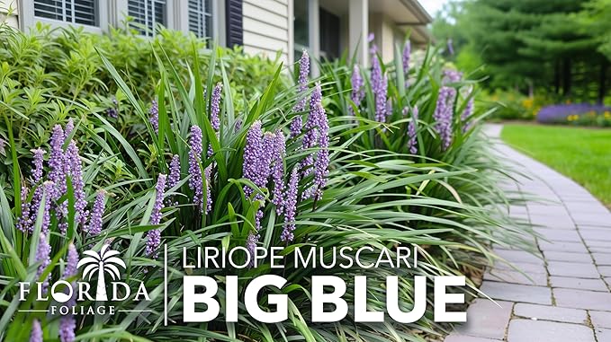 Liriope Big Blue | 50 Live Plants | Liriope muscari | Lavender Blue Flowers | Evergreen Ground Cover for Shade | Landscape Borders for Walkways and Beds