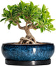EPFamily Bonsai Pots 8 Inch - Ceramic Succulent Planter for Indoor Outdoor, Round Bonsai Planter with Drainage Hole and Saucer, Shallow Ceramic Planters Bowl, Patio Decor, Housewarming Gift, Blue
