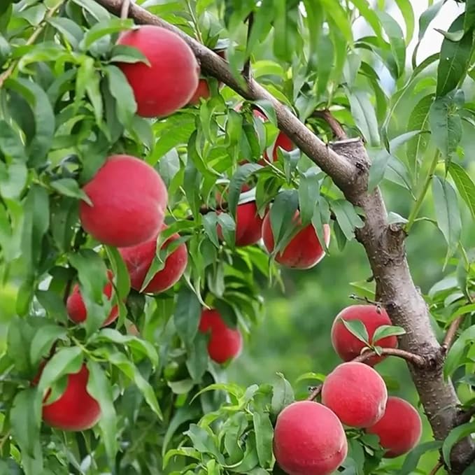 Organic Dwarf Peach Seeds for Planting Outdoor, 5pcs Perennial Organic Peachs Fruit Tree Seeds Sweet Edible Plants, Non-GMO Heirloom Sweet Juicy Fruits Plants in Your Home Garden