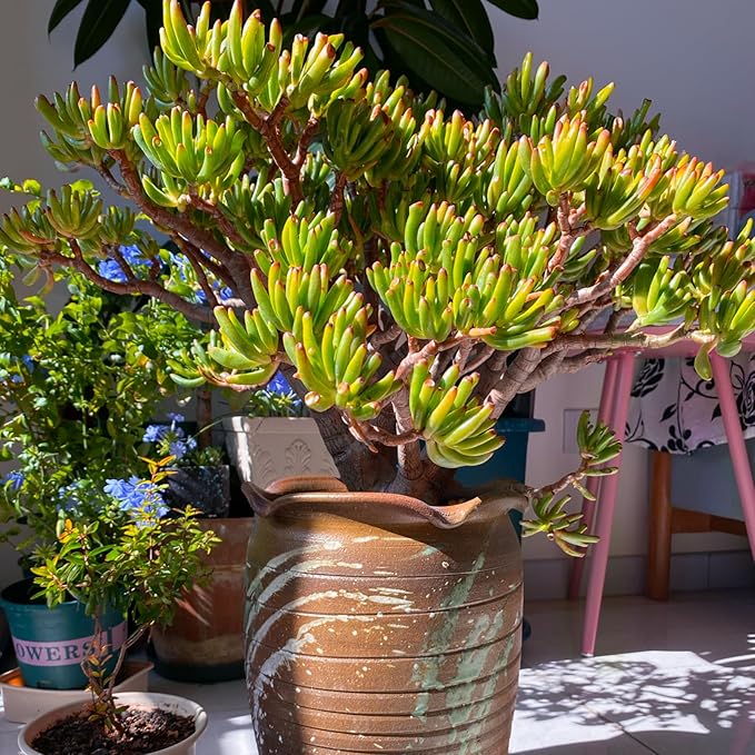 Sprout N Green Gollum Jade - Crassula Ovata Gollum, Rare Cute Succulent Plant Fully Rooted in 2" Pot