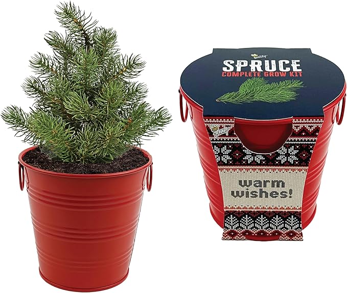 BUZZY Seeds All-in-One Spruce Tree Grow Kit Holiday Pail with Non-GMO Seeds, Growing Medium, Red Pail and Easy Instructions | Fun Indoor Gardening Project, Great Gift for Gardeners, Stockiing Stuffer