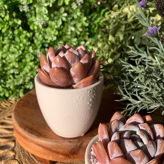 FWPP Live Succulents Plants Echeveria Sang-A 4.3 inches,Rare Succulents Bare Root Without Pot Soil, Live Plants Indoor Office Decoration Wedding and Gift
