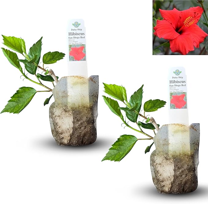 Red Hibiscus. rosa-sinensis. Live Plant - Tropical Blooming Hibiscus, Pretty Flowers, Used in Tea and Juice (2 red Hibiscus sacs)
