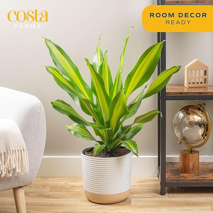 Costa Farms Dracaena Golden Heart Live Indoor Plant, Easy to Grow Houseplant in Decor Plant Pot, Potting Soil Mix, Living Room Home and Office Decor, Housewarming Gift, 2-3 Feet Tall