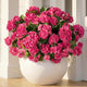 Uqueeten Artificial Flowers for Outdoors Artificial Geranium, 8PCSFake Flower Geranium Artificial Plant Home Decor,Silk Geraniums Artificial Flowers Realistic Outdoor Decoration 14.4"(Rose Red)