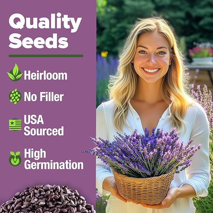 HOME GROWN English Lavender Seeds 2 Pack 3000 Non GMO Wildflower Seed, for Planting Indoor Outdoor High Germination Flower Seeds (Lavandula antustifolia)