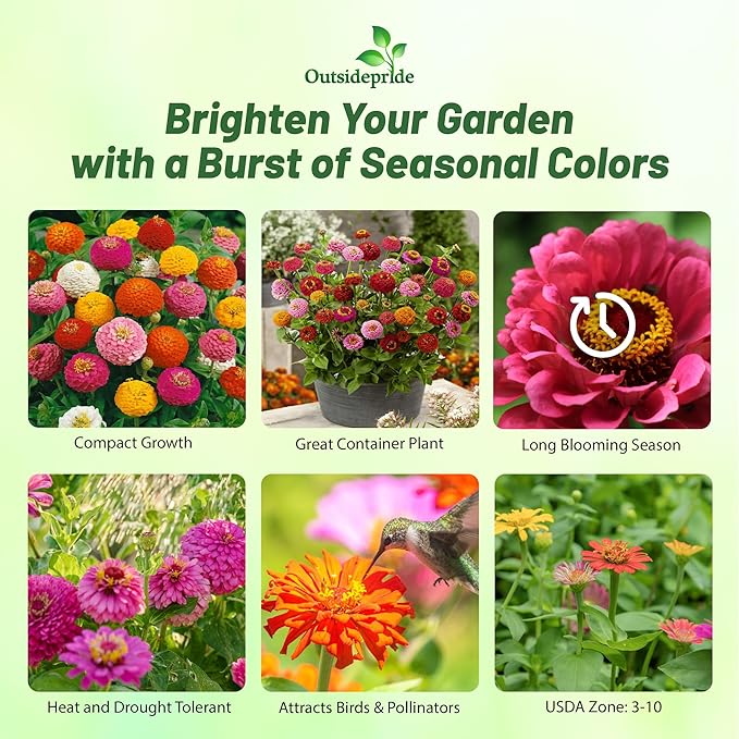 Outsidepride Zinnia Seeds - 1 Lb. Annual Blend of Hardy Compact Mixed Color Ball-Shaped Blooms for Planting in Outdoor Containers, Borders, Flower Beds, Cutting Gardens & Pollinator-Friendly Spaces