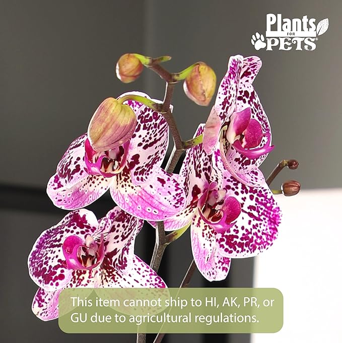 Premium Spotted Live Orchid Plant Blooming in 3.5" Blue & White Orchid Pot, Live Plants, Houseplant Gifts, Approx. 16" Tall, Pet Friendly Houseplants, Phalaenopsis Moth Flower by Plants for Pets