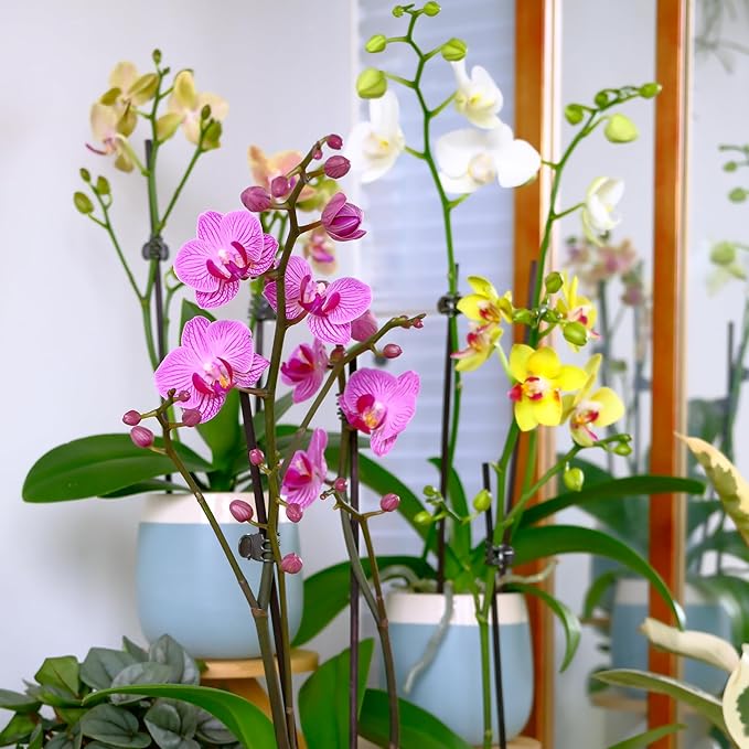 Premium Purple Live Orchid Plant Blooming in 3.5" Blue & White Orchid Pot, Live Plants, Houseplant Gifts, Approx. 16" Tall, Pet Friendly Houseplants, Phalaenopsis Moth Flower by Plants for Pets
