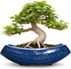 Teagas Bonsai Pots - 18 Inch Large Ceramic Succulent Pots for Indoor Outdoor, Bonsai Planter with Drainage Hole, Ceramic Flower Pot, Decorative Plant Pot, Gifts for Plant Lovers, Office Decor, Blue